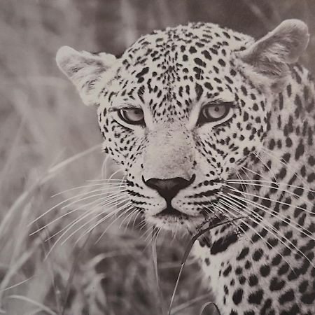 דירות ז'ואני Animalier מראה חיצוני תמונה